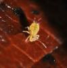 Dicyrtomina sp.